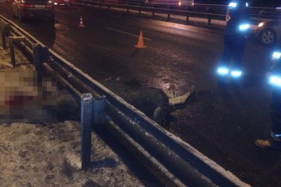 В Петербурге при ДТП погиб лось